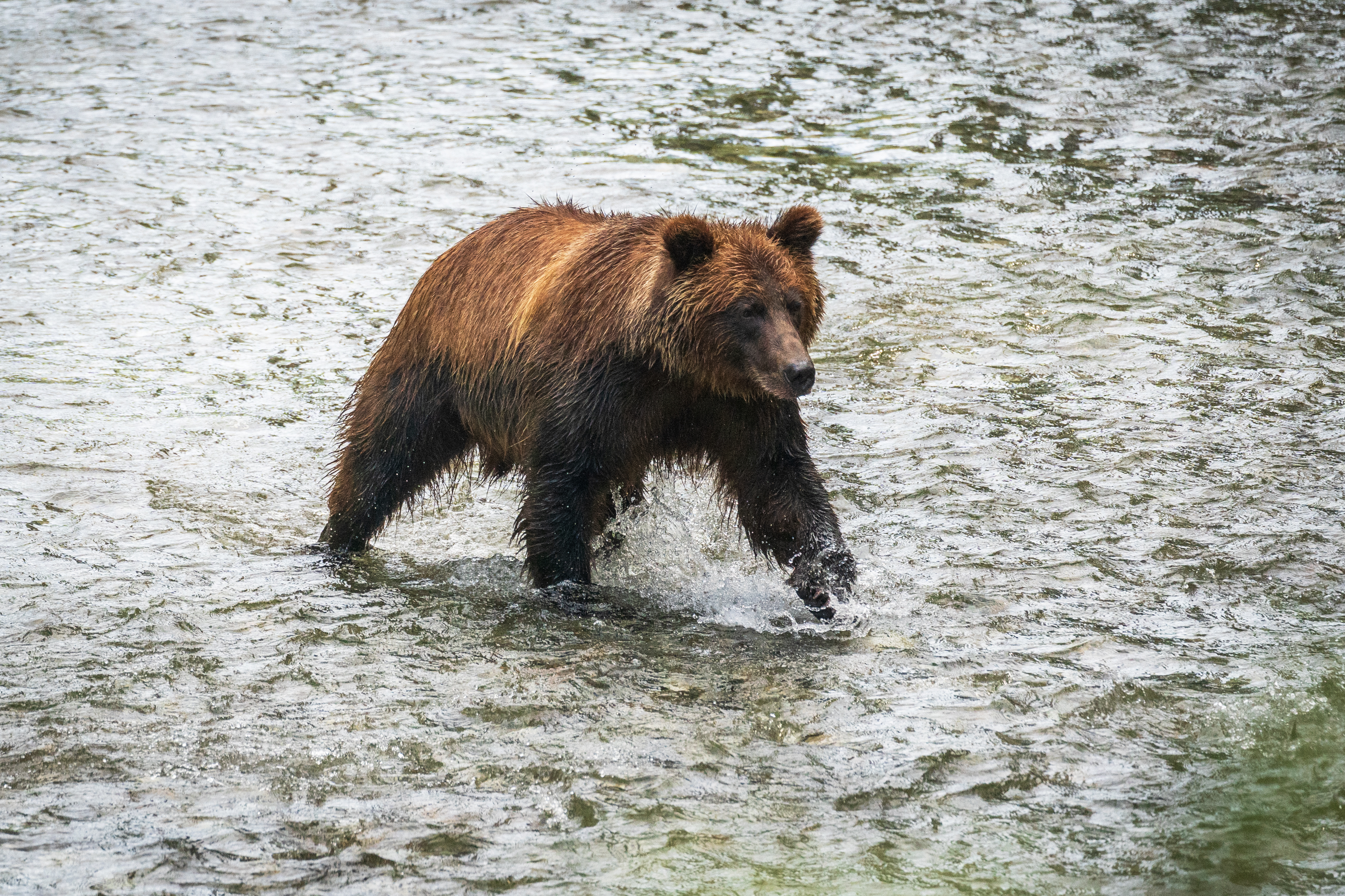 Grizzly bear standing in a river catching salmon mid-leap