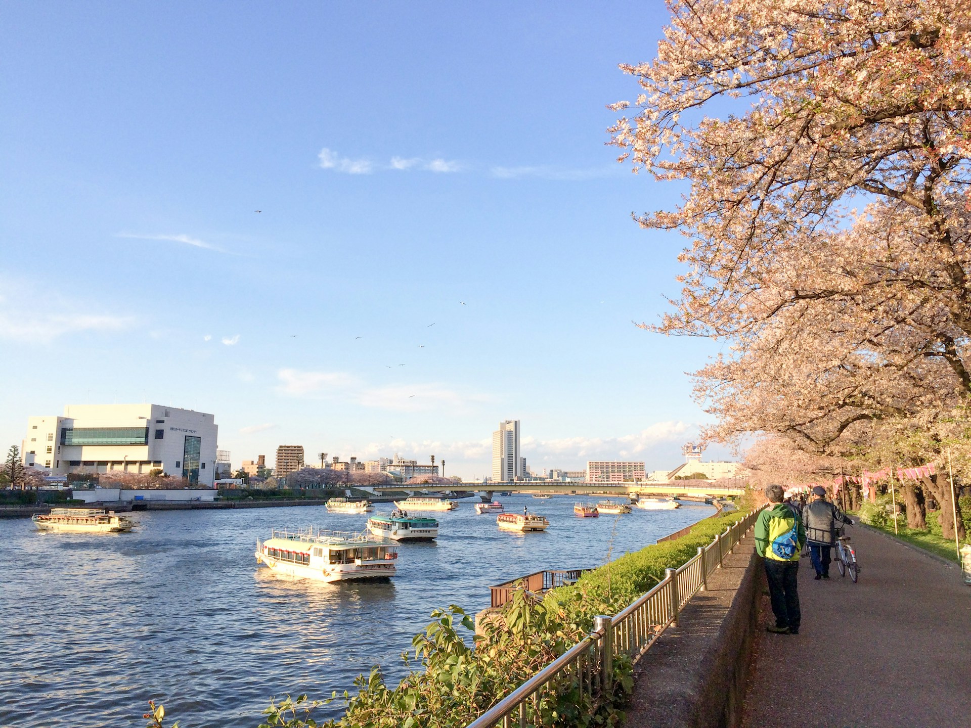 Cherry blossoms line both sides of the Sumida River, offering a scenic view (Photo: Jack Zhang/Unsplash)