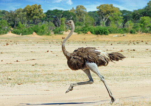 Ostrich running across the Hwange Plains in Zimbabwe.