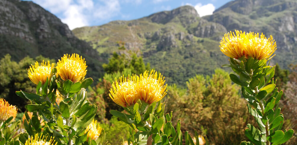Snapshot: Kirstenbosch National Botanical Garden  