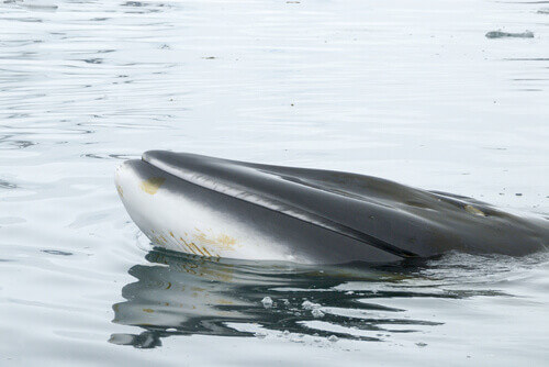 A Minke Whale in Antarctica.