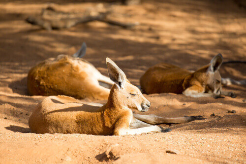 A kangaroo basks in the sun near Alice Springs, Northern Territory.