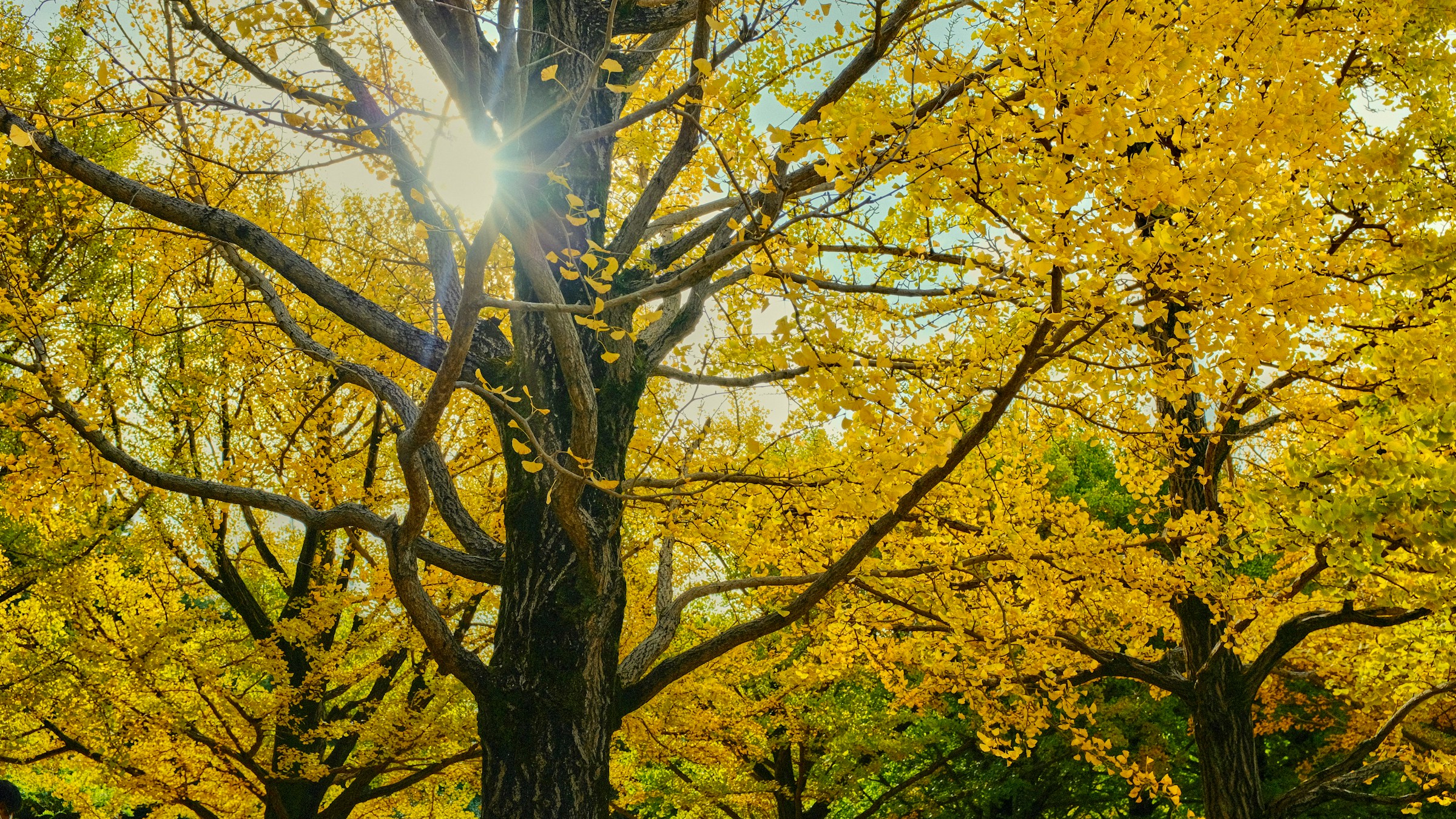 Fields of golden canola flowers in full bloom at Showa Kinen Park (Photo: Shadrina Izzati/Unsplash)