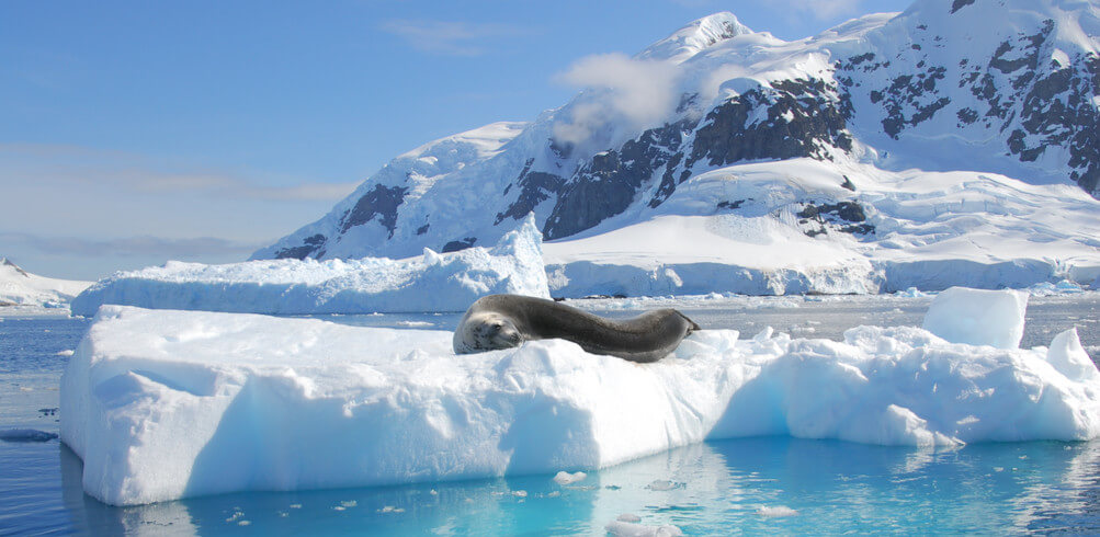 12 Animals To Look Out For In Antarctica
