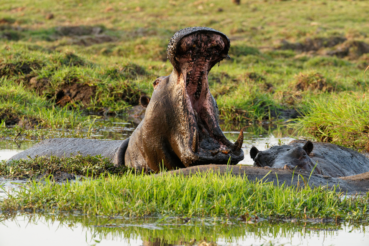 Caprivi Strip river safari with hippos swimming through Namibia&rsquo;s lush Zambezi waterways in the country&rsquo;s northeast.