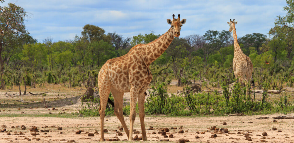 Snapshot: Hwange National Park 