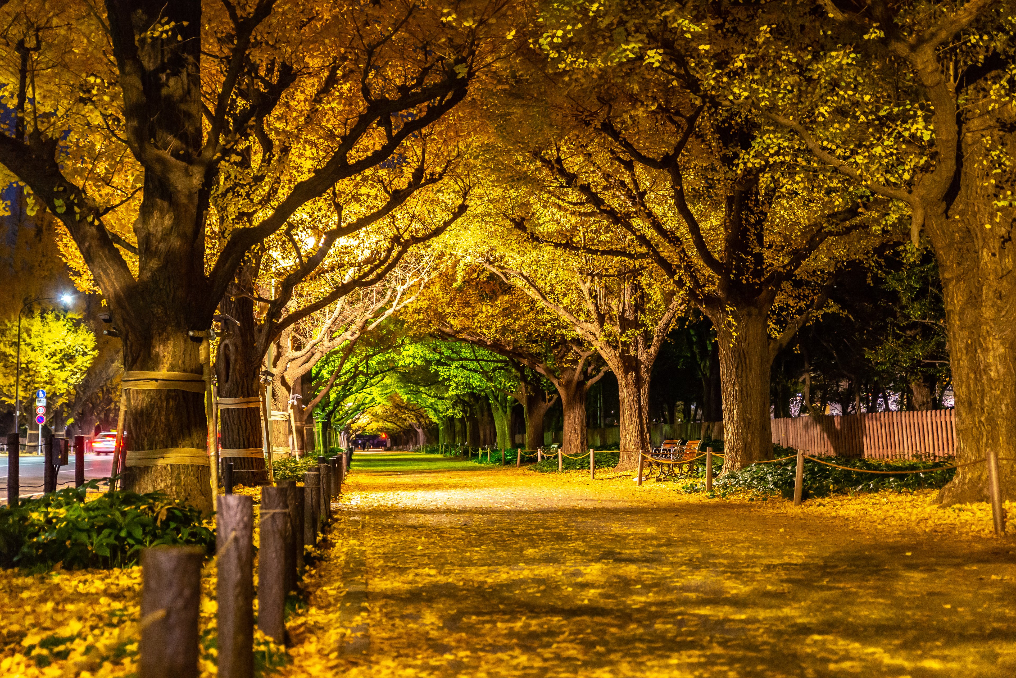 Jingu Gaien Ginkgo Avenue