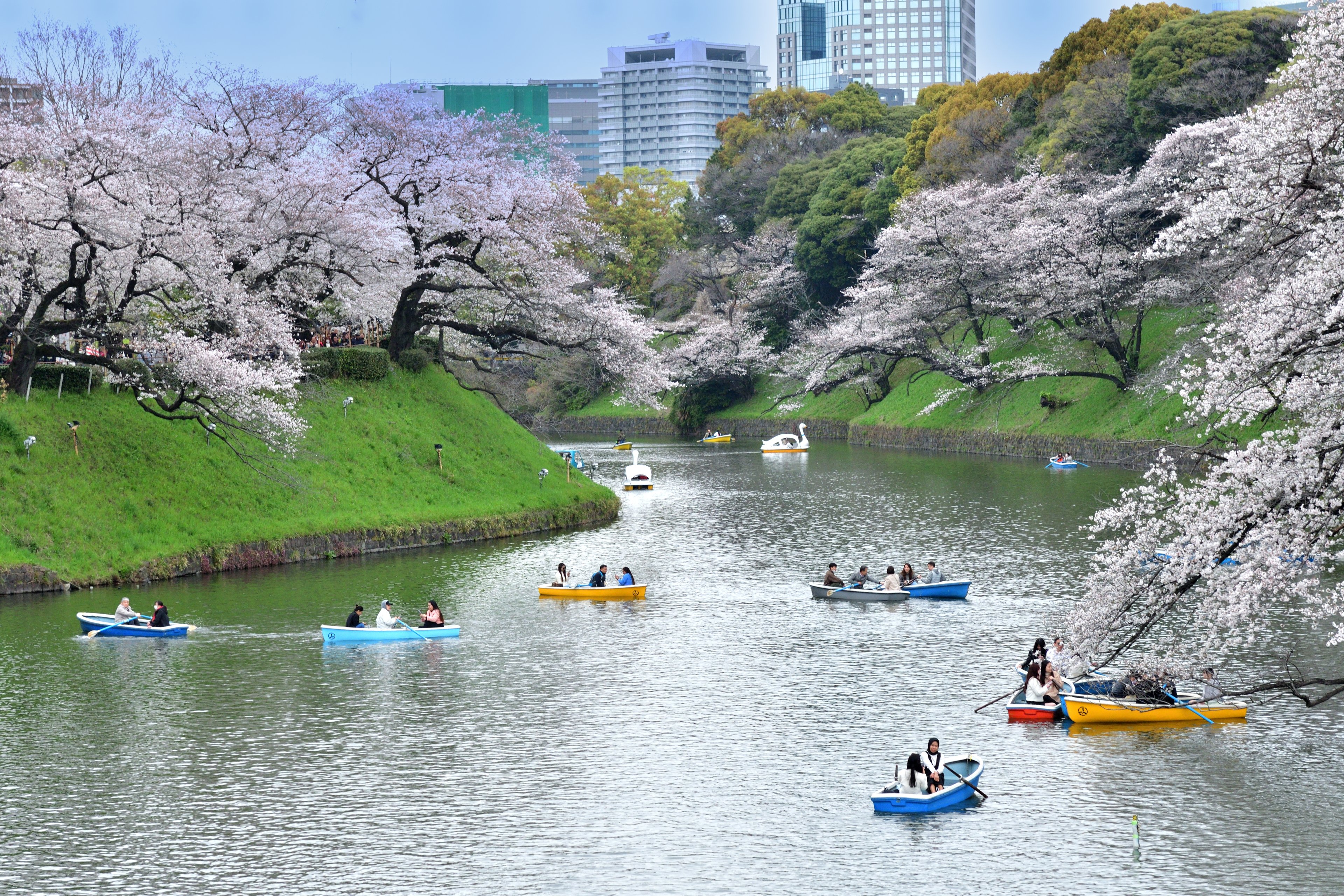 Cherry blossoms in Chidorigafuchi Park