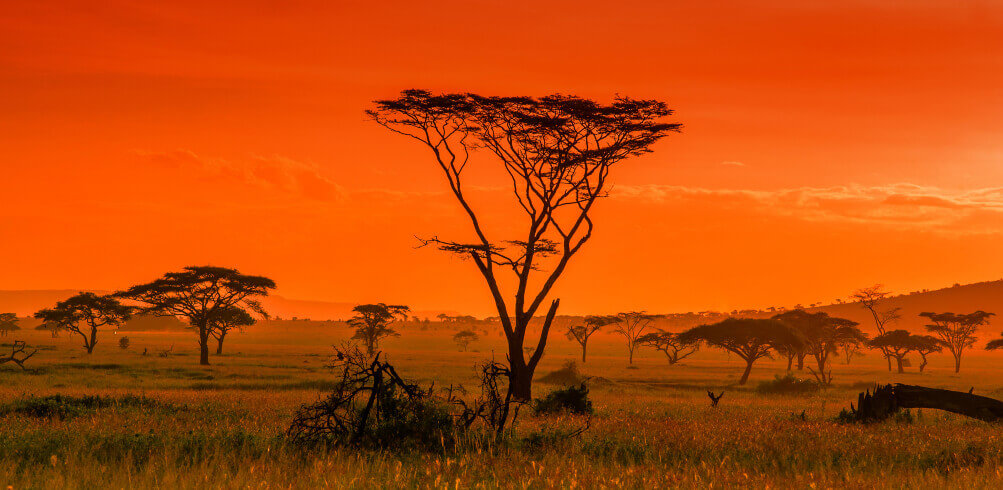 Snapshot: Serengeti National Park  