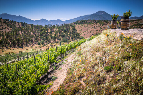 The view from Indomita winery in Casablanca Valley, Region de Valparaiso, Chile.
