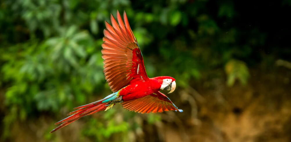 Snapshot: Amazon Rainforest