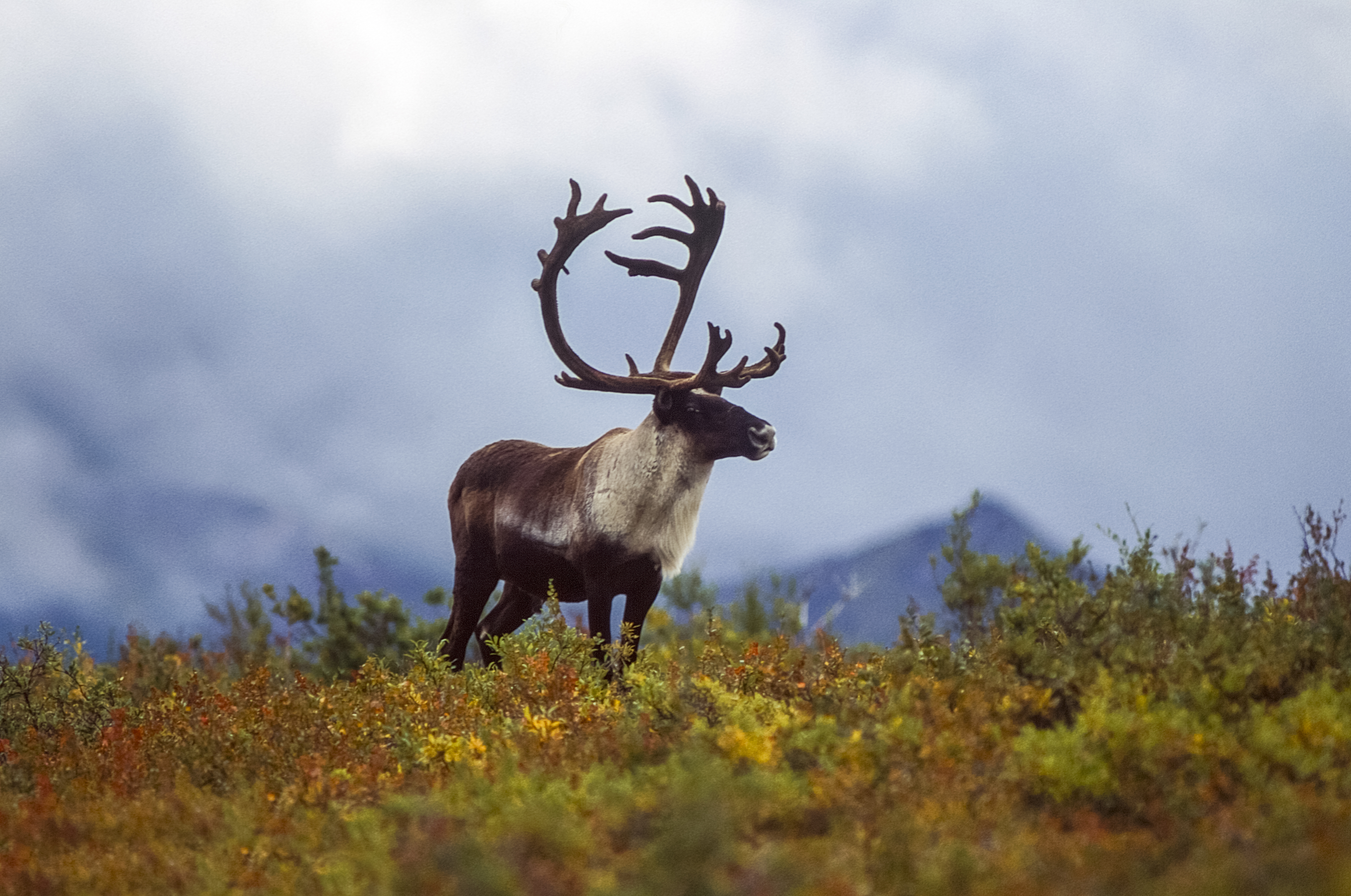A caribou in Alaska