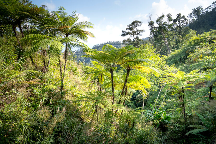 Rainforest with many ferns building a dense undergrowth in the Thua Thien Hue Province.