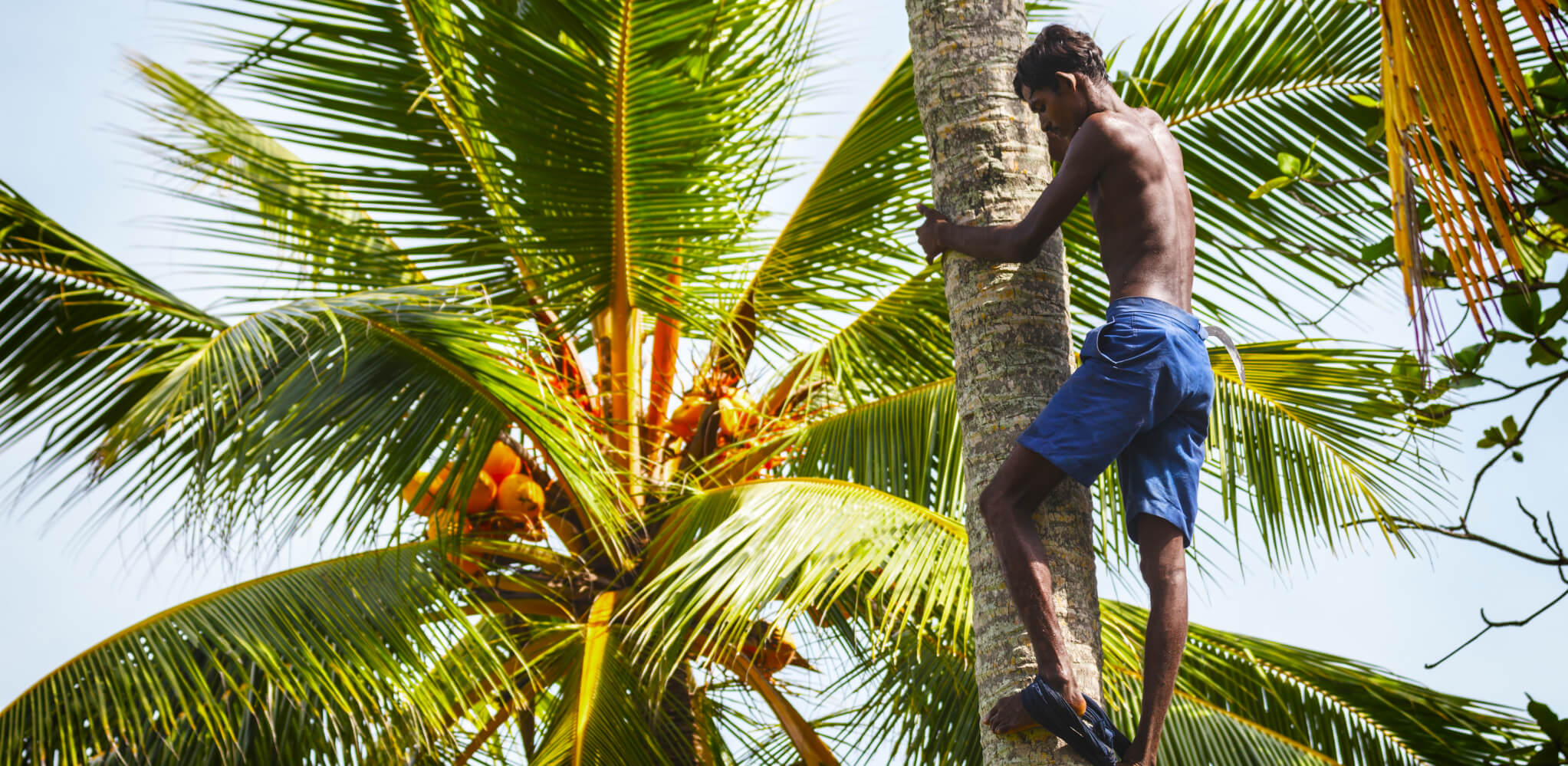 Snapshot: Toddy Tapping In Sri Lanka