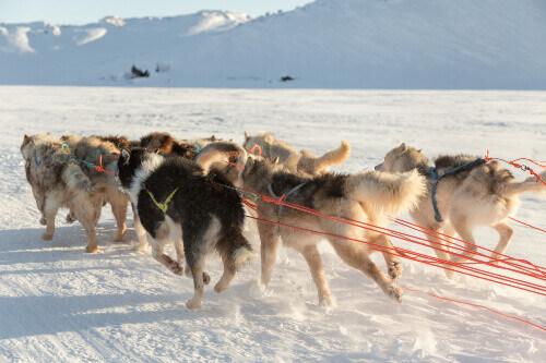 Dog sledding in Ilulissat.