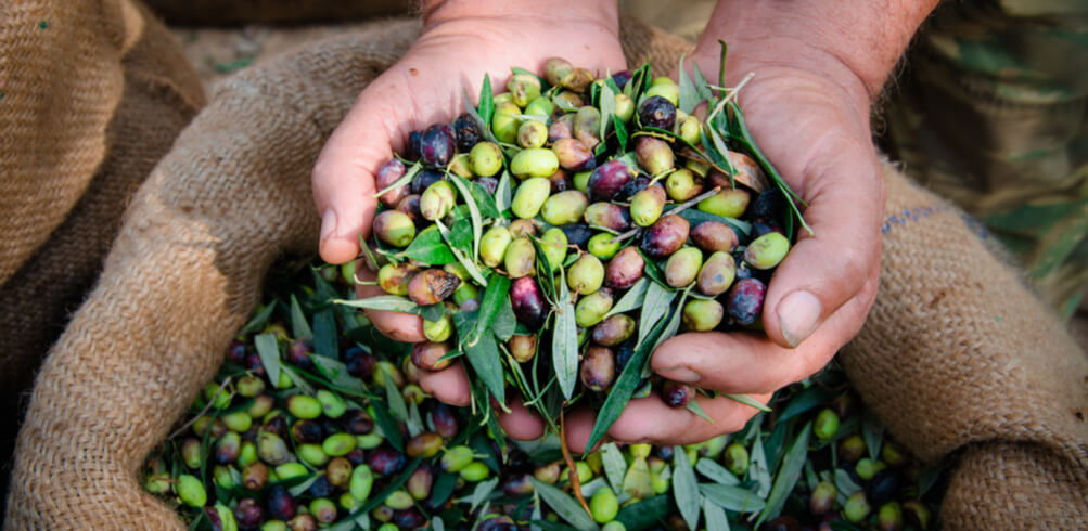 10 Must-Try Foods In Greece  