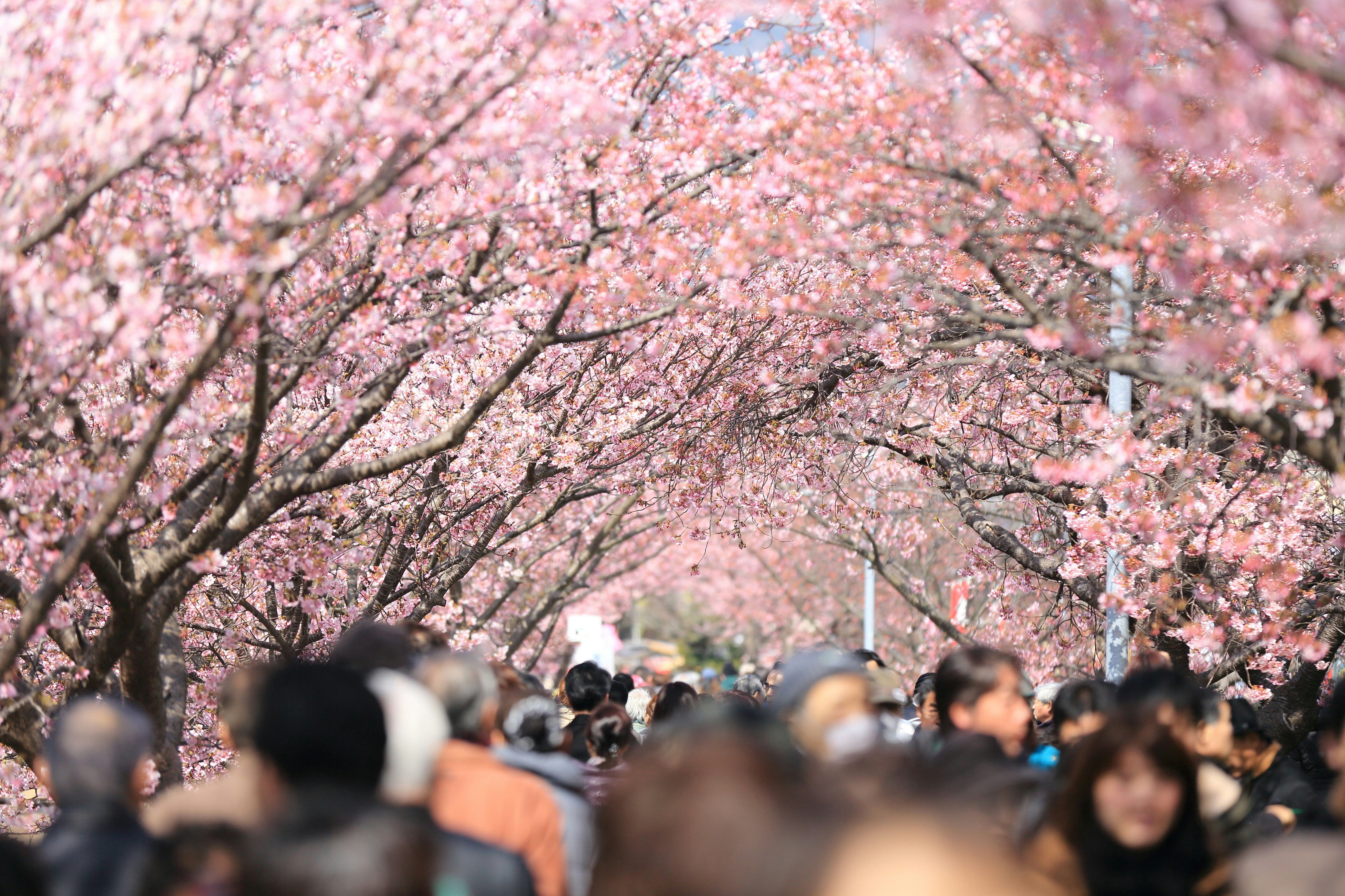 Remember our Hanami etiquette rules to get the most out of your cherry blossom visit.