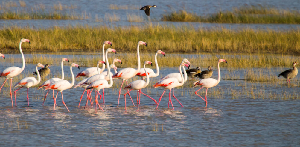 What To Expect On Your First Trip To Botswana 