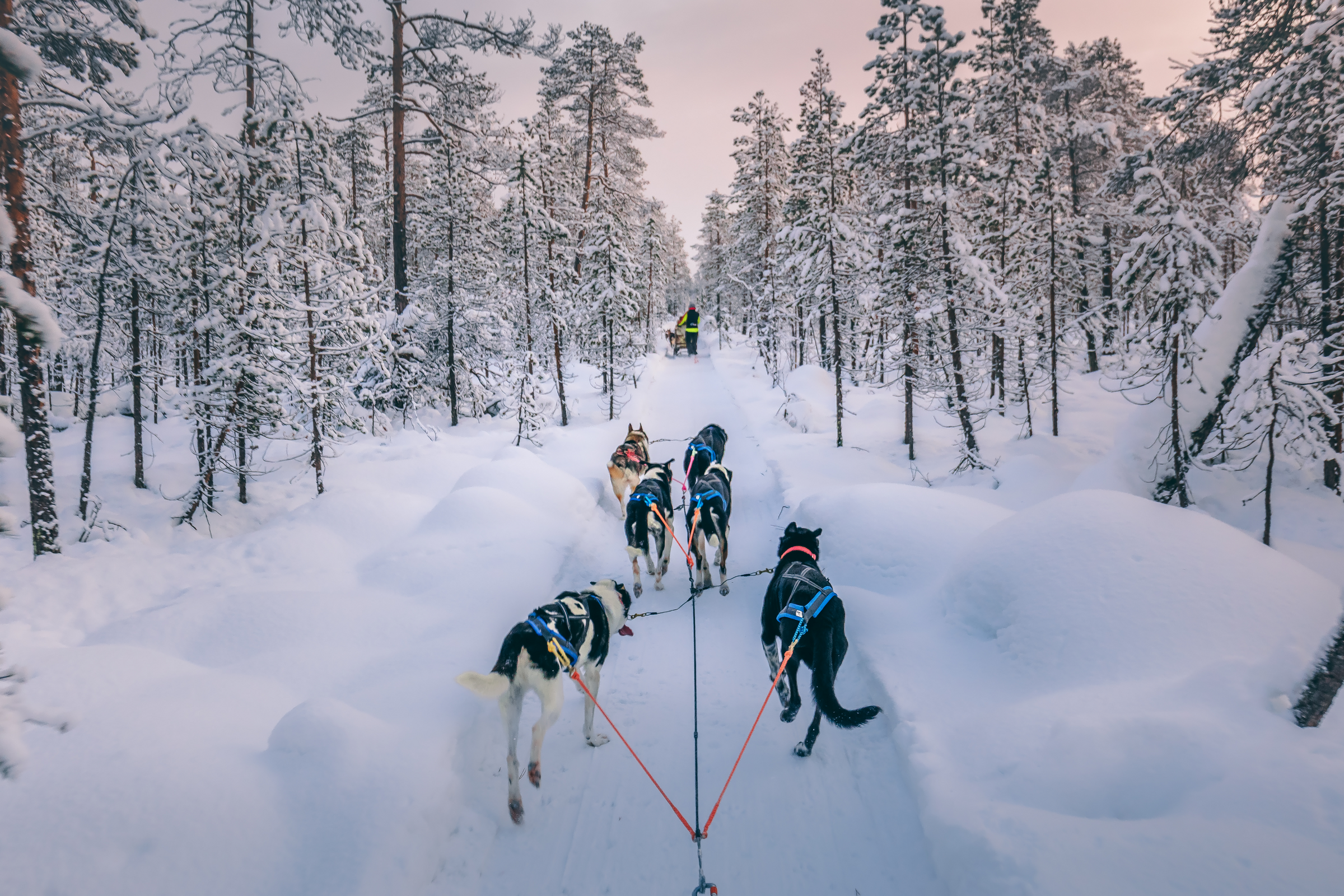 Arctic Adventures: A Journey Through Dog Sledding, Northern Lights, And Sámi Culture In Scandinavia