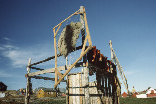 Animal skin drying on a wooden structure next to a house in the Inuit village of Ittoqqortoormiit.