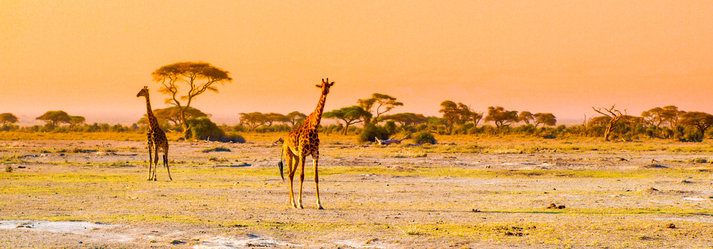 Snapshot: Amboseli National Park