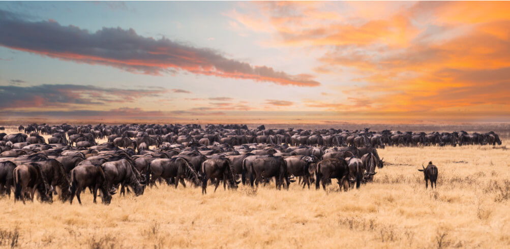 A First Timer's Guide To Tanzania  