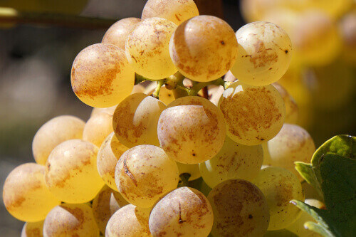 A white grape, plump and golden, ready for harvest in the area of Cotes de Lorbe.