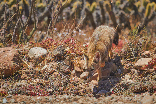 Culpeo or Patagonian Fox in Torres del Paine National Park, Patagonia.