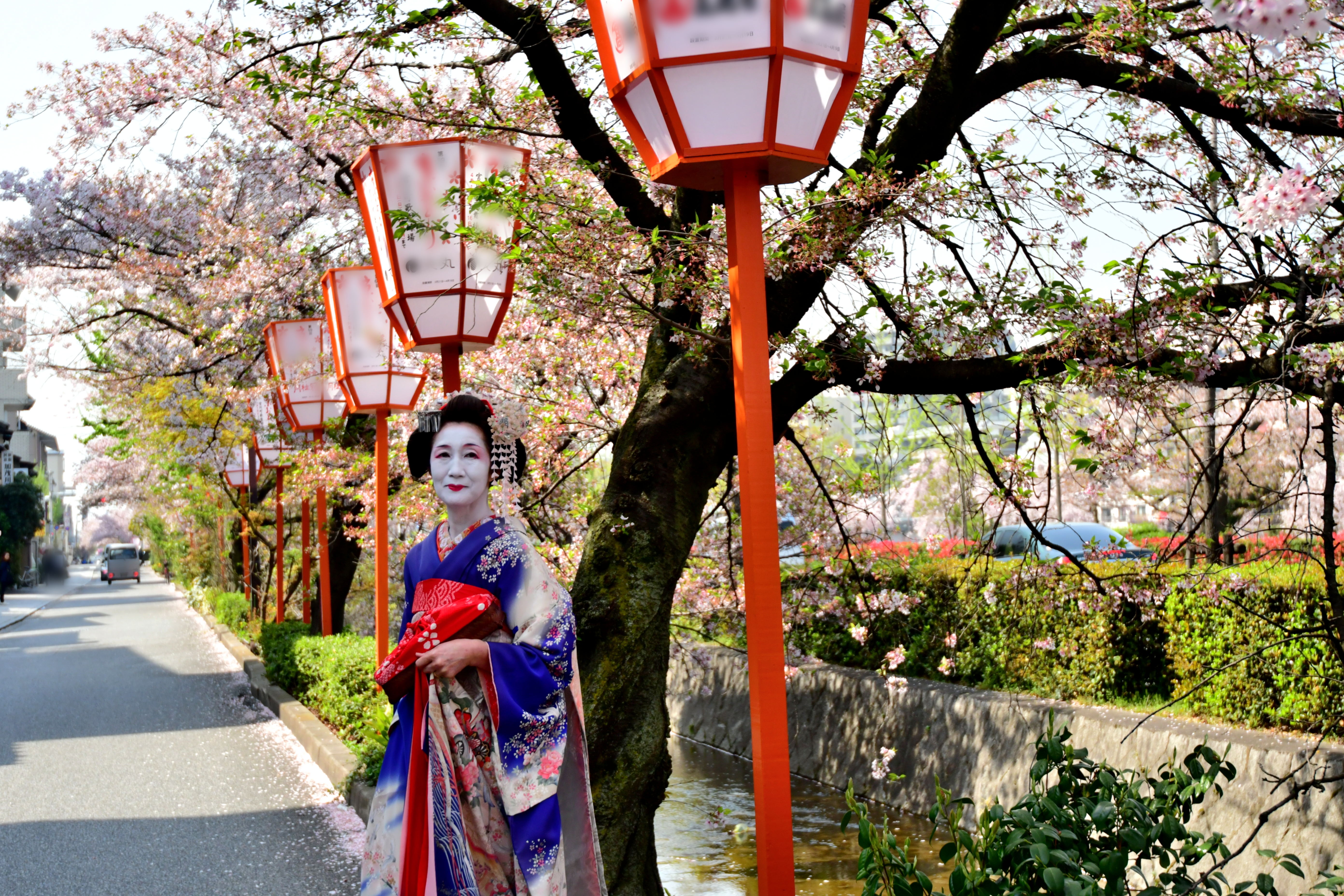 In Kyoto’s Gion district, hanami walks are lined with lanterns and blossoms, where tradition meets the start of spring.