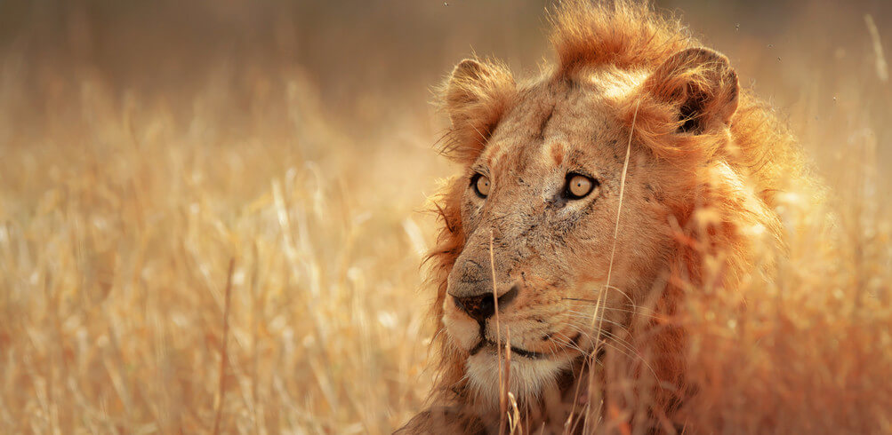 Customers On Tour: Gary And Wendy On Ultimate African Safari