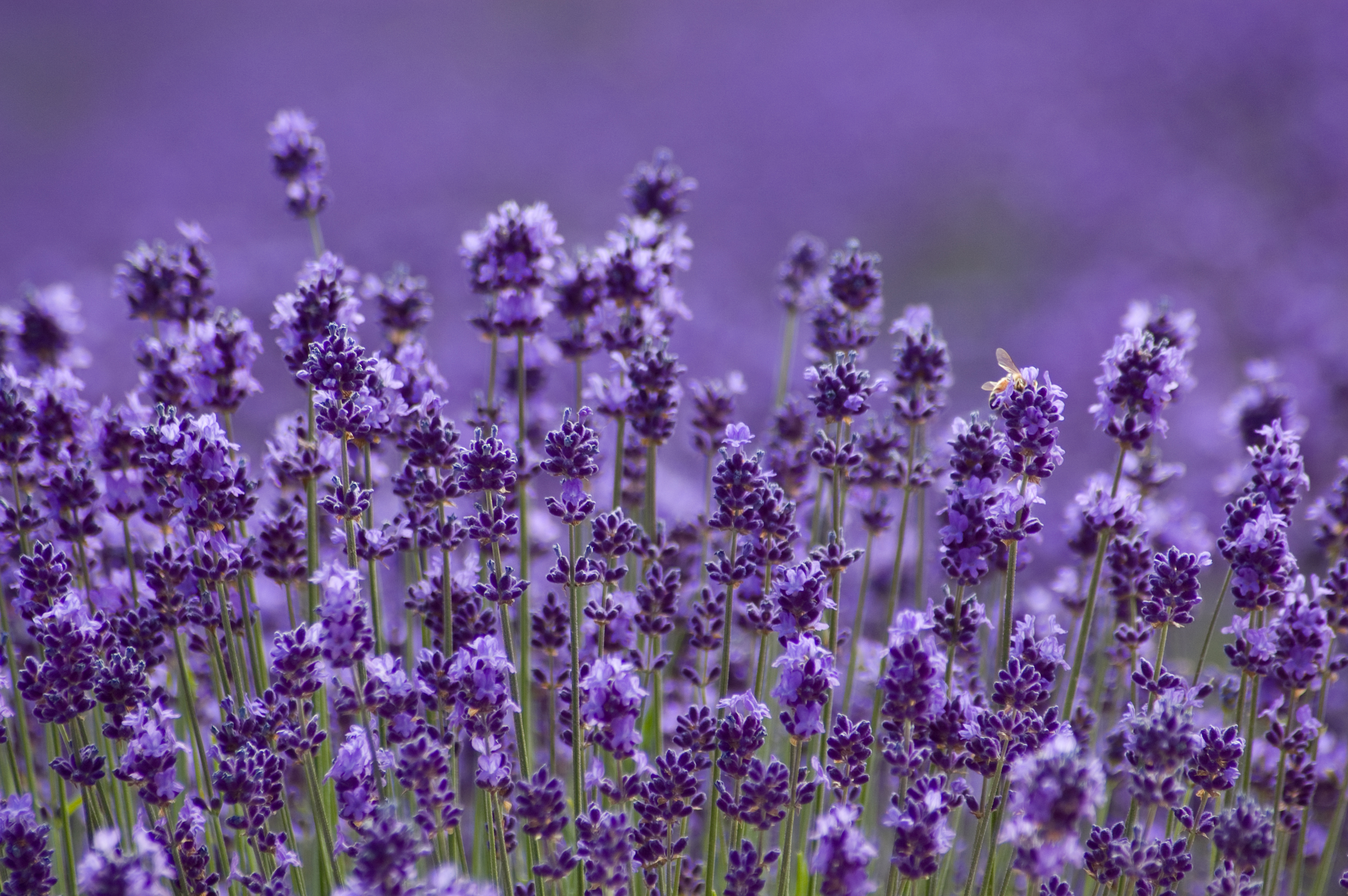 Lavender fields in Hokkaido in peak bloom&mdash;a fragrant summer escape known for its scenic beauty