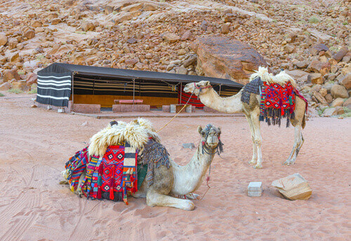 Bedouin Camels in the Wadi Rum desert, Jordan.