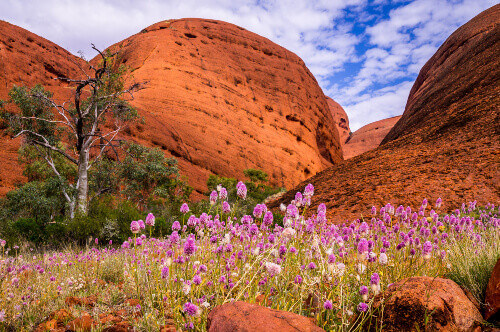 The Australian Outback comes to life when colorful wildflowers bloom in Uluru Kata Tjuta National Park.