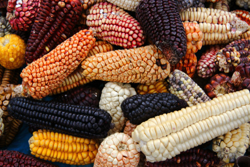 Multi-coloured corn on display in Cuzco.