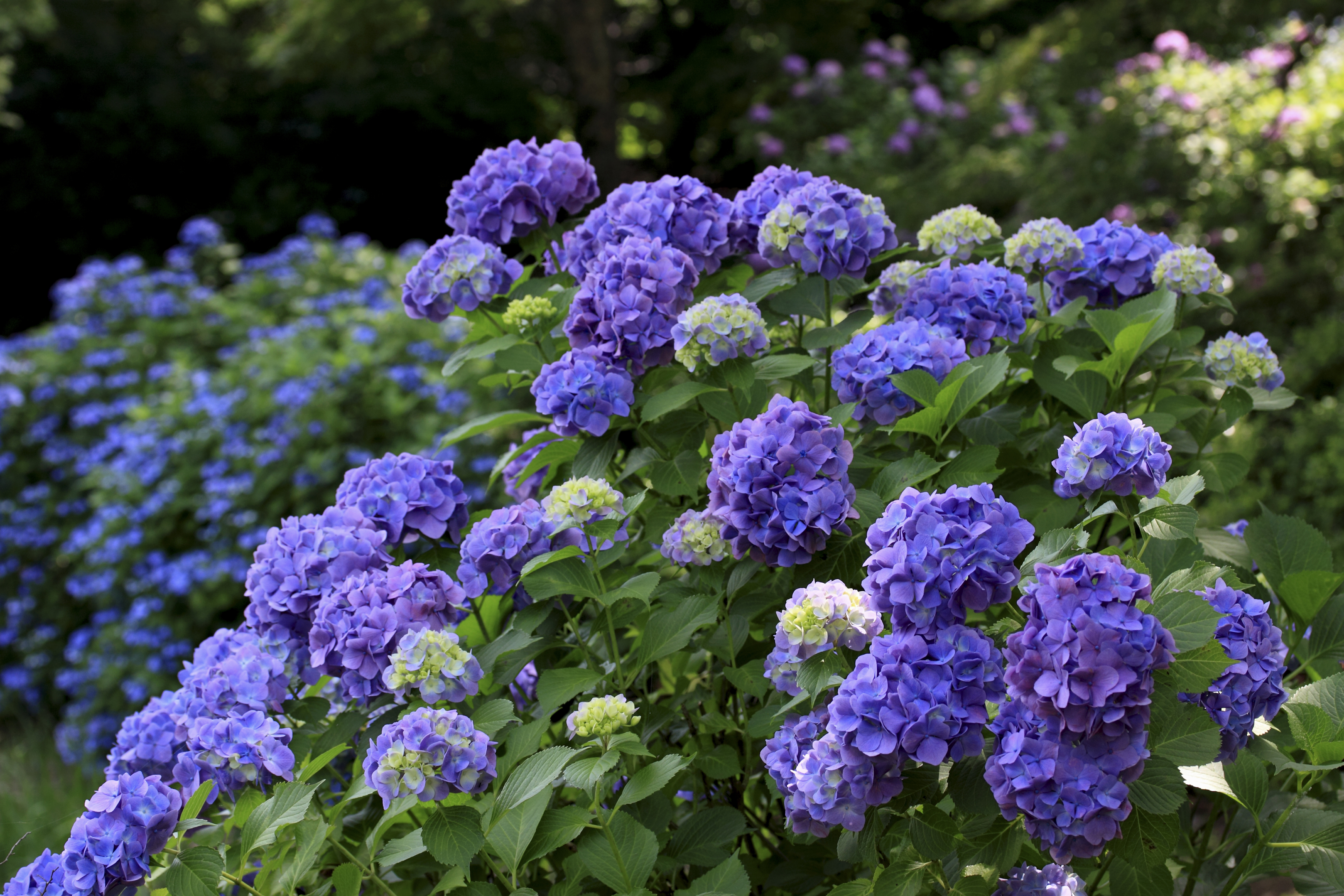 Purple hydrangeas bloom during Japan&rsquo;s rainy season, celebrated in hydrangea festivals across the country