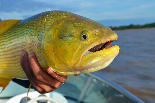 Golden fish named Dourado, caught during a fly fishing session in the region of Paso de la Patria in Argentina