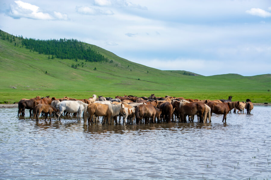 Mongolian horses on a lake Ayaga