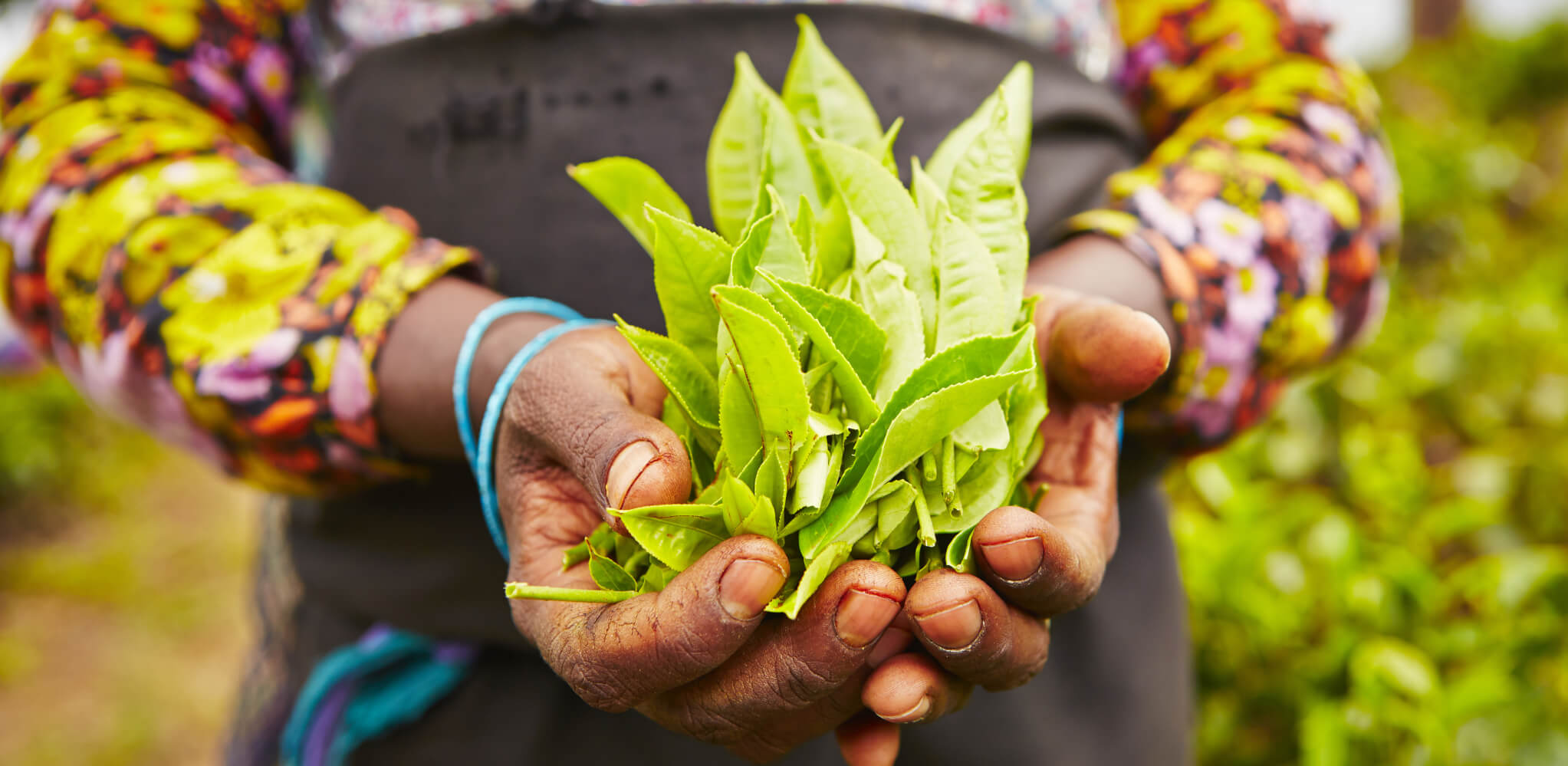Snapshot: Handunugoda Tea Estate 