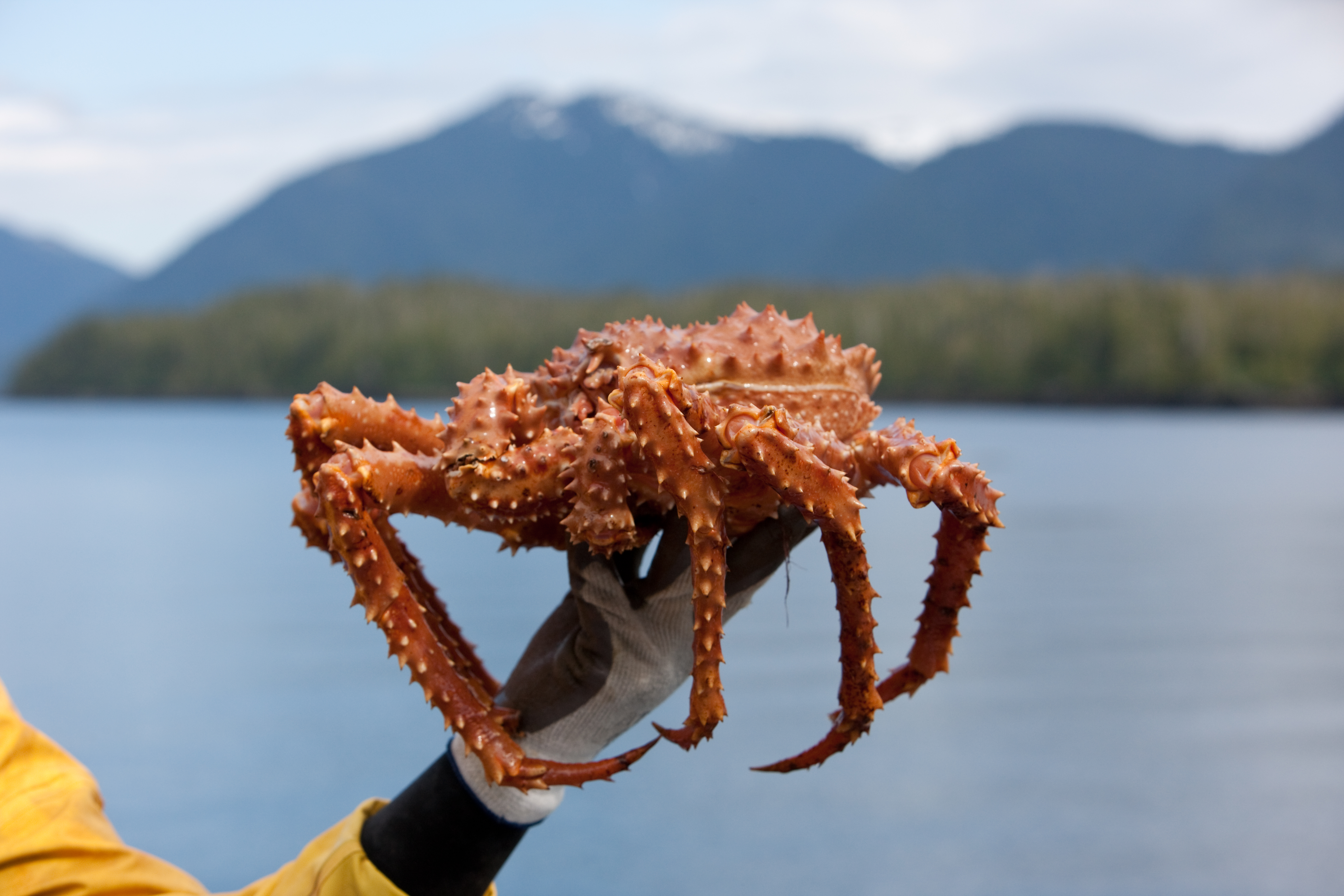 Alaskan King Crab