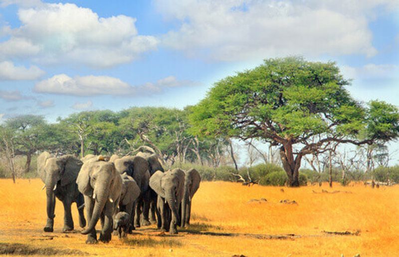 Elephants walking across the dry savanna with a natural treescape background in Hwange national Park.