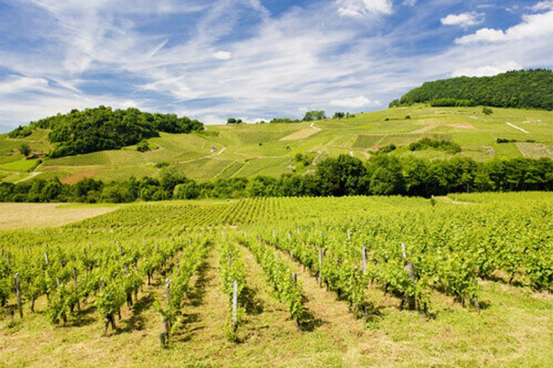 Vineyards near the Chateau Chalon in the Departement Jura Franche Comte.