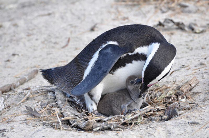 A Jackass Penguin with it's chick in the Boulders Beach, South Africa.