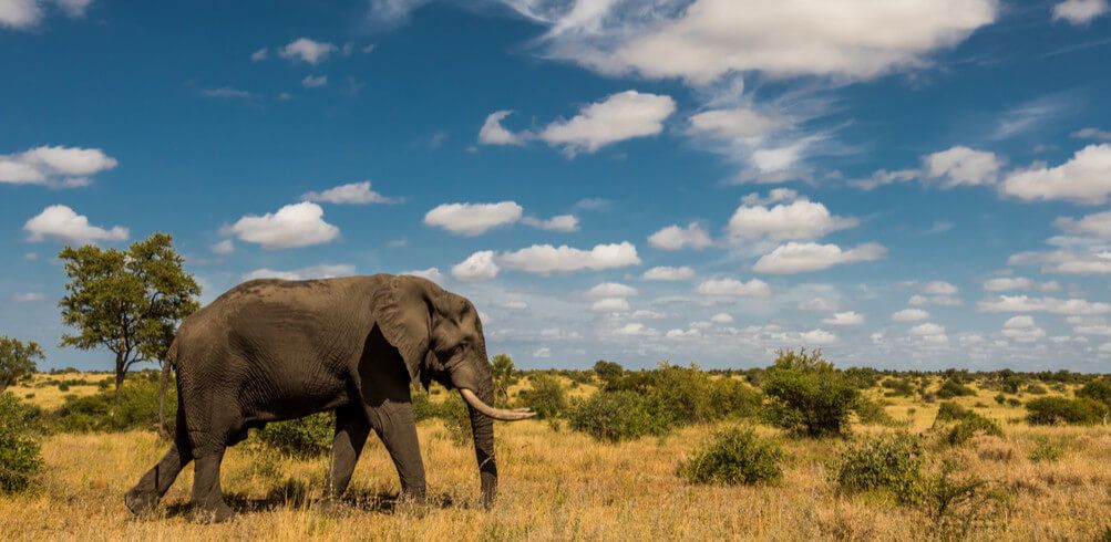 A first timer's guide to Kruger National Park - Inspiring Vacations