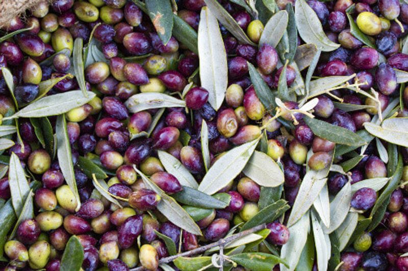 Greek olives in sack after harvest in Messenia, Greece.