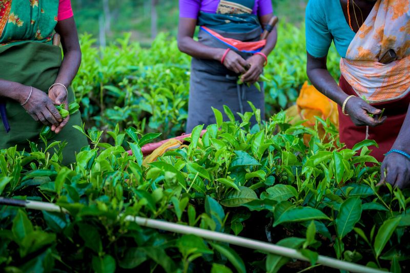 A woman in traditional dress, picks tea leaves in a Nuwara Eliya tea plantation.