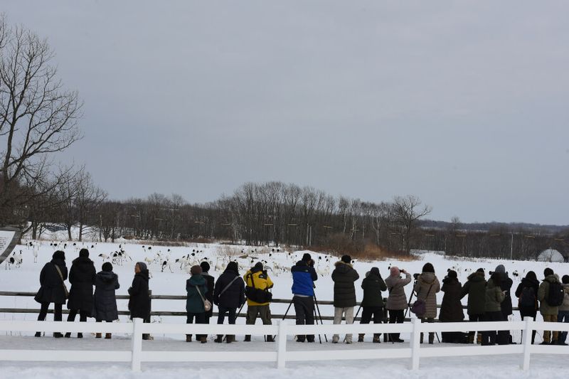 Tourists taking photos of Japanese red crowned cranes or tancho in Tsurui Ito Tancho.