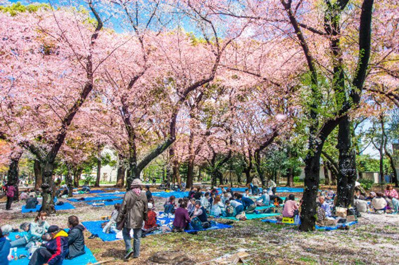Japan's first public park, Ueno Park, boasts a stunning Cherry Blossom Festival.