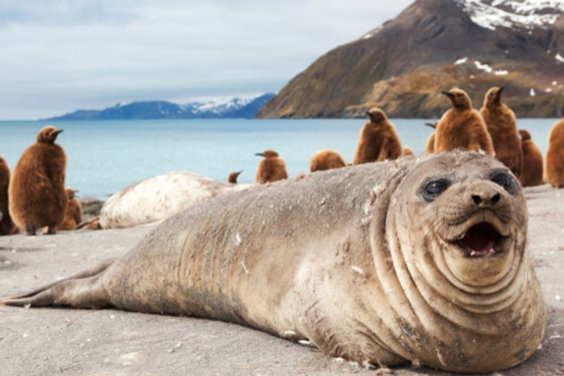 A large seal lies in front of penguins on a beach.