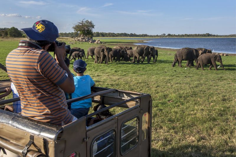 Taking photos of a herd of wild elephants grazing next to the tank