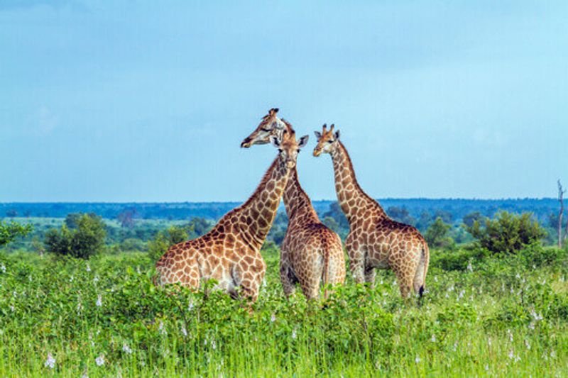 Giraffes in Kruger National Park.